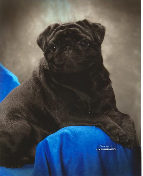 CH. periwinkle's All jazzed up louie (ch.france-luxembourg)