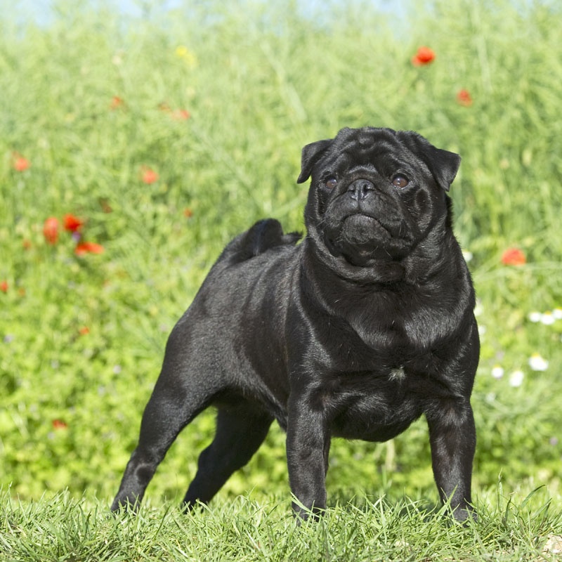CH. Fr.lux. gus'tav blackjack De La Schumeraie