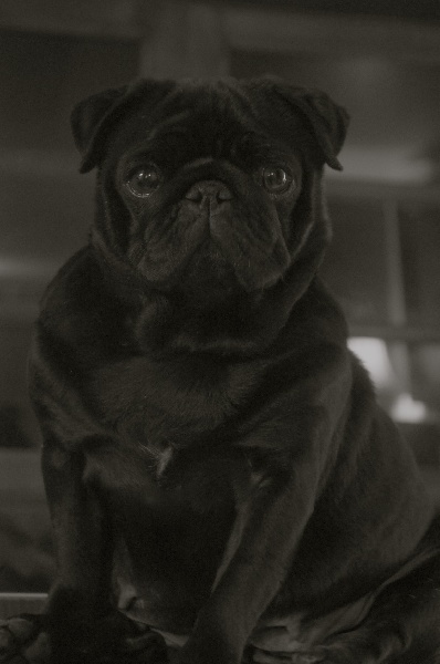CH. kiriland Céleste black from briosh (ch.lux)