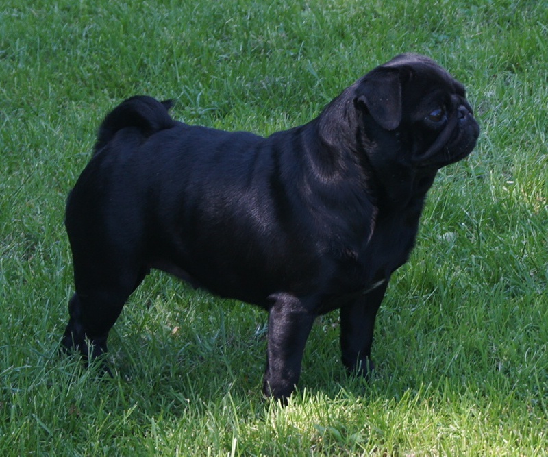 CH. Fr.lux. follow me! my doudou De La Schumeraie