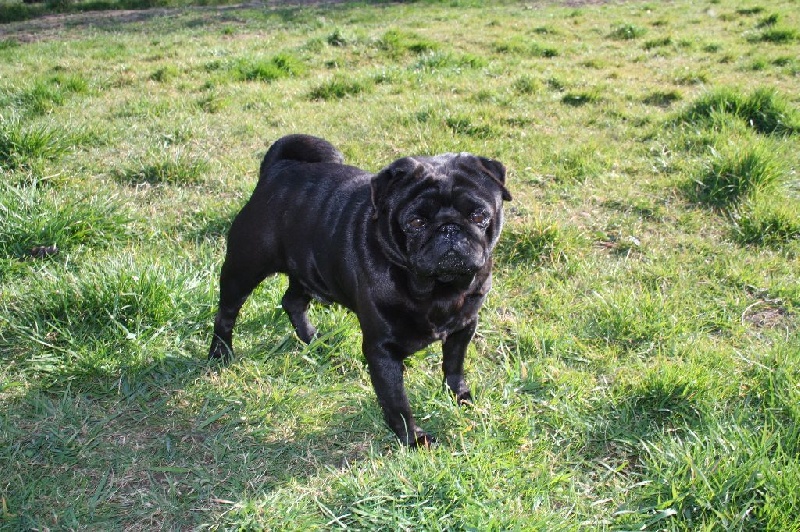 Giacomo blackjack De La Schumeraie