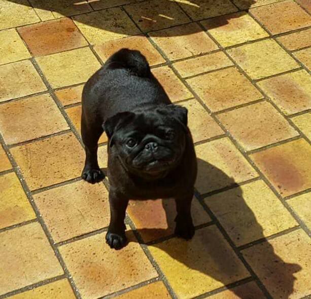 In the pocket lily De La Schumeraie