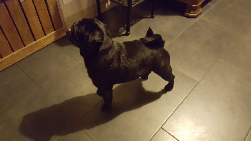 CH. Fr. little bastard (dodge) De La Schumeraie