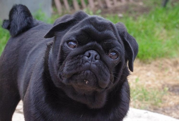 Goliath blackjack De La Schumeraie