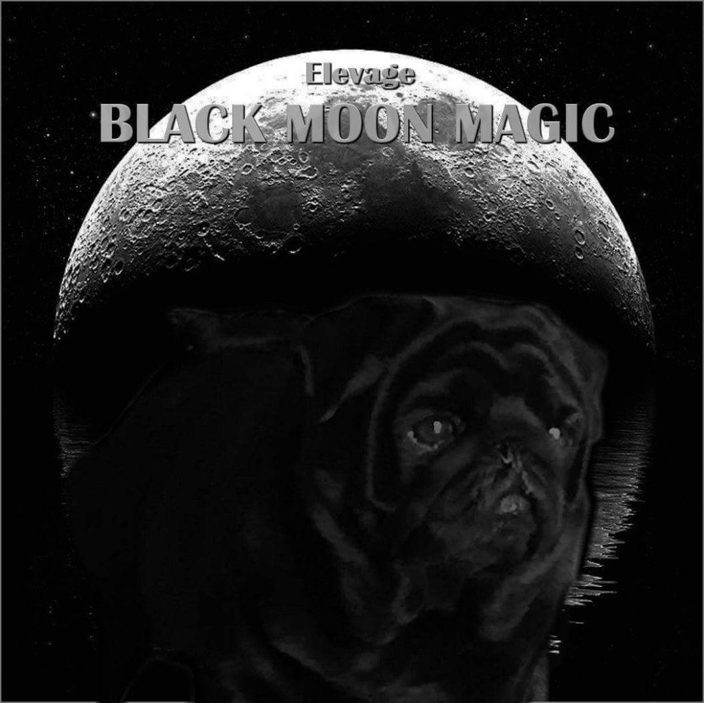 CH. Ice tea blackjack De La Schumeraie