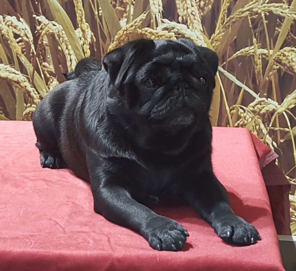 CH. periwinkle's All jazzed up louie (ch.france-luxembourg)