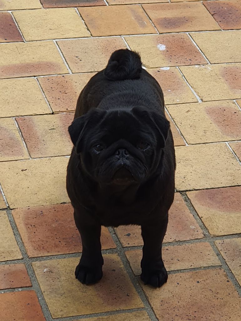 CH. Love Ever's My little schumeraie (mia) ch.france