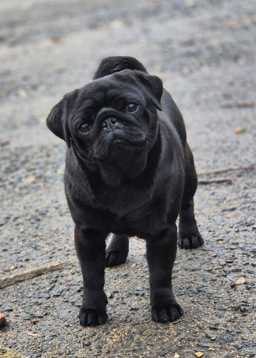 CH. Fr.en.jchfr.jchen.Va va voom (victoire) De La Schumeraie