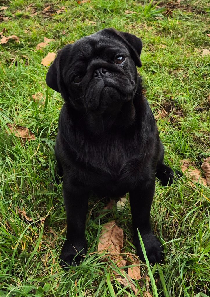 Antéros bull De La Schumeraie