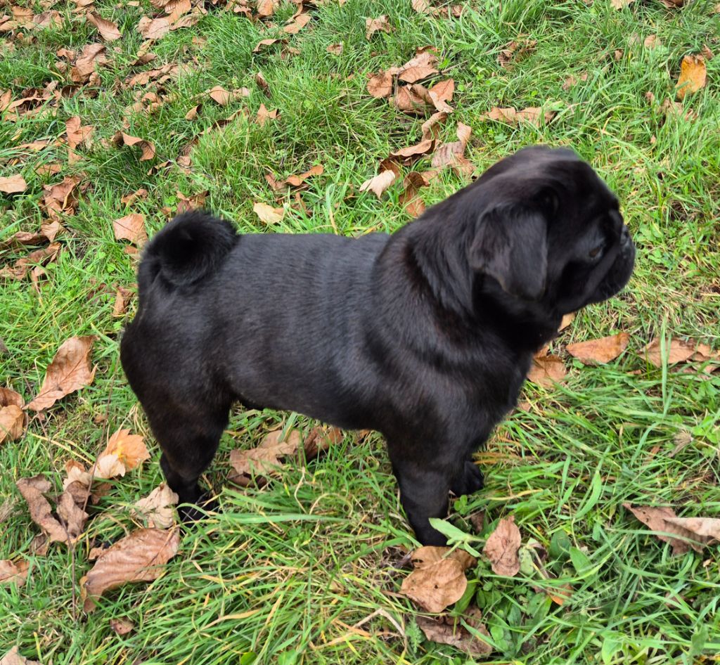 Va-bank (otto) De La Schumeraie