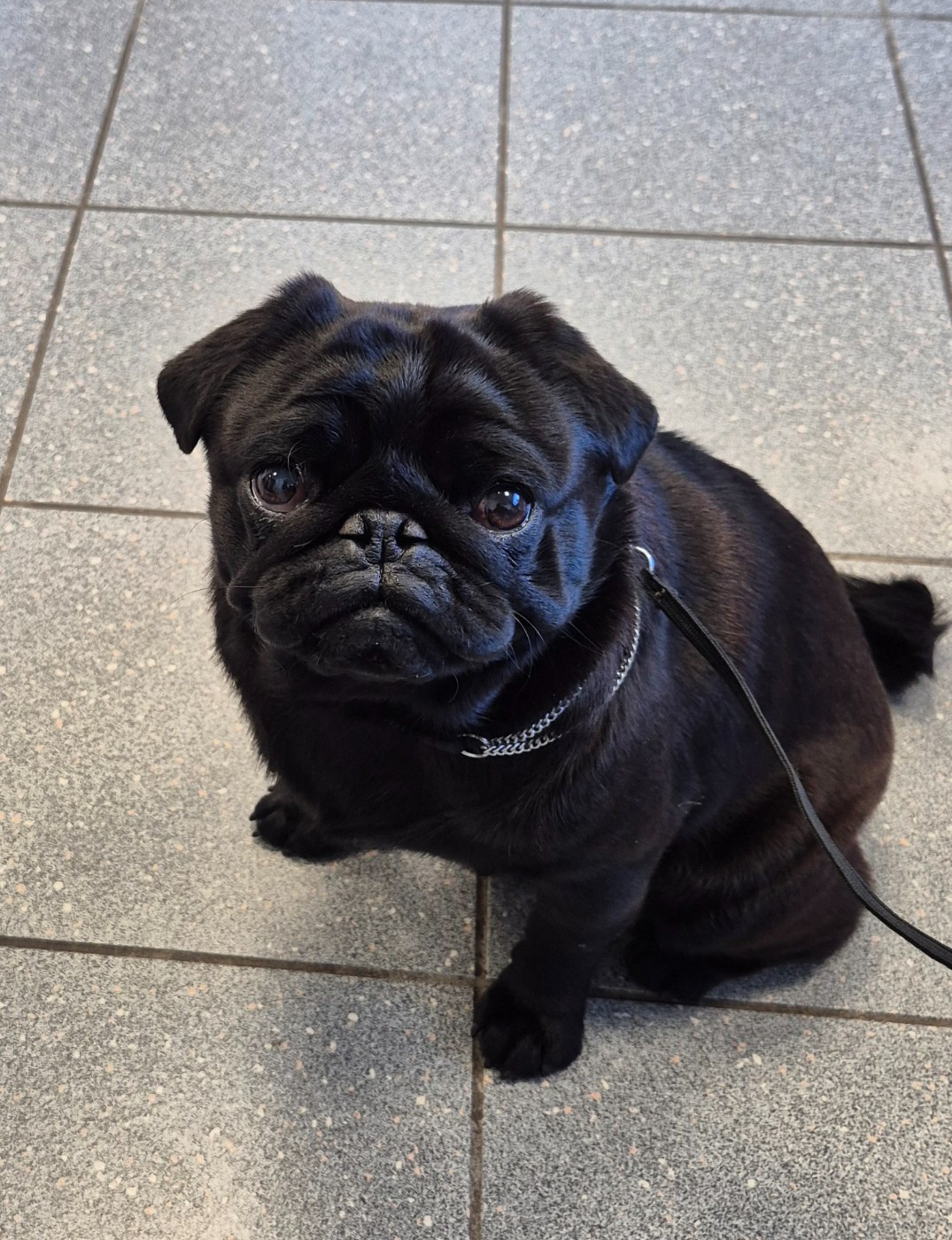 CH. Végas black jack De La Schumeraie