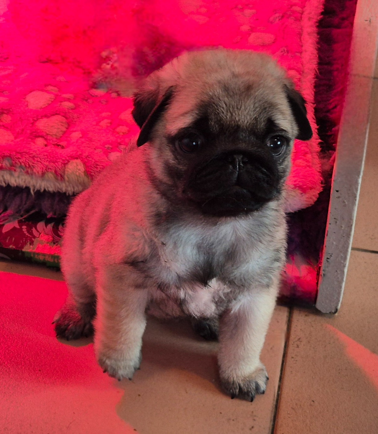 Agusta mv brutale (benoite) De La Schumeraie