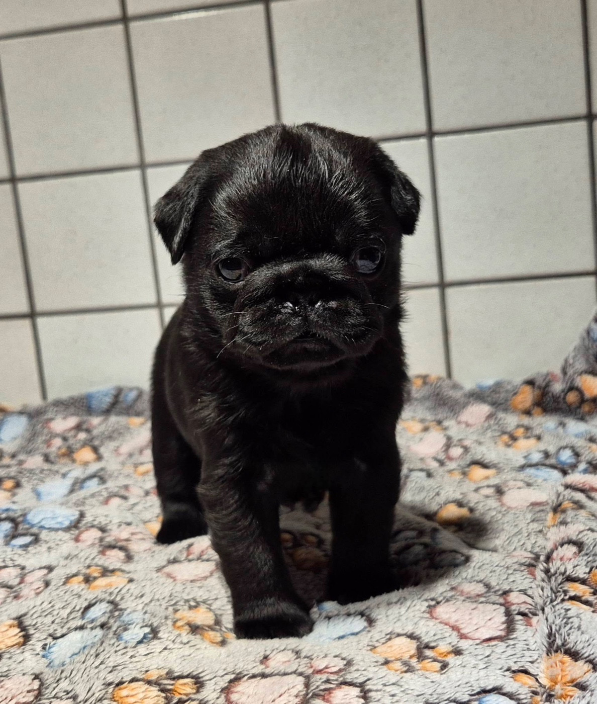 Aero Bull De La Schumeraie