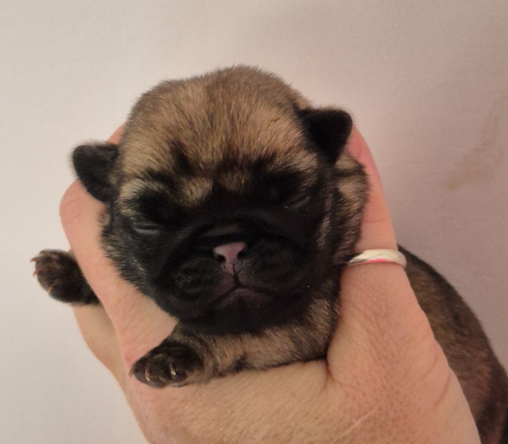 De La Schumeraie - Chiots disponibles - Carlin