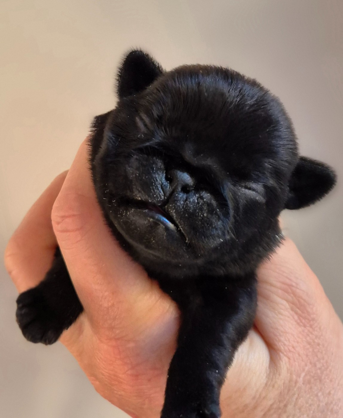 De La Schumeraie - Chiots disponibles - Carlin