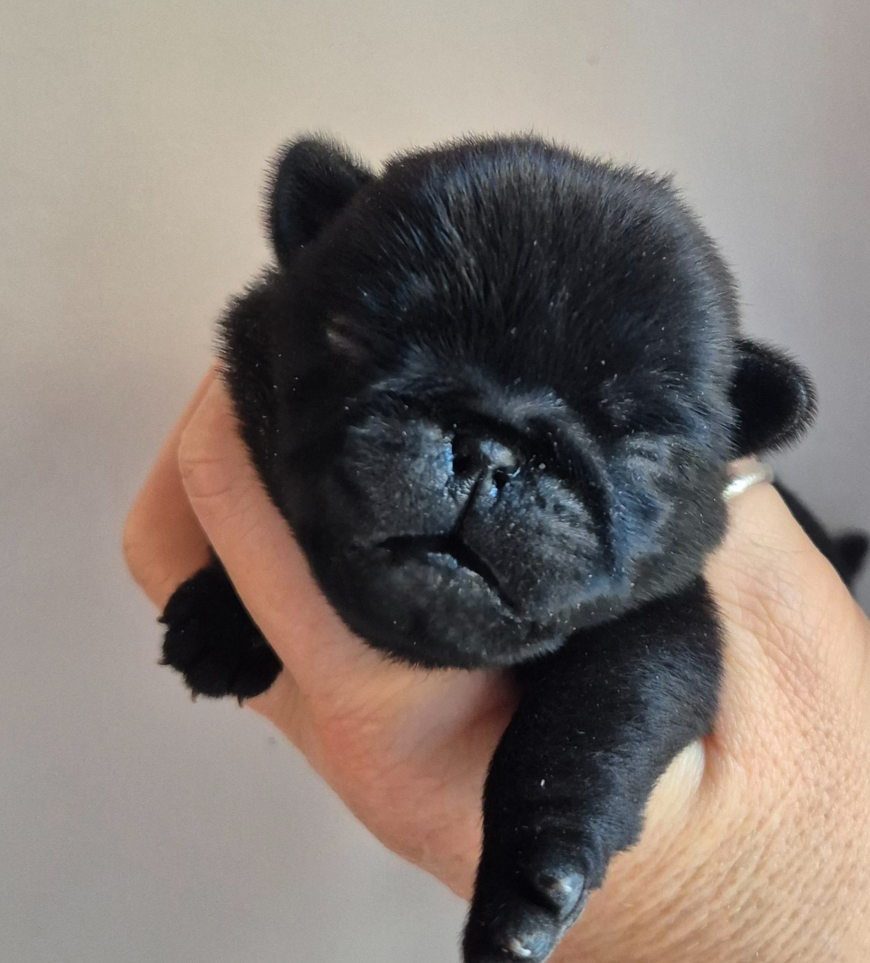 De La Schumeraie - Chiots disponibles - Carlin