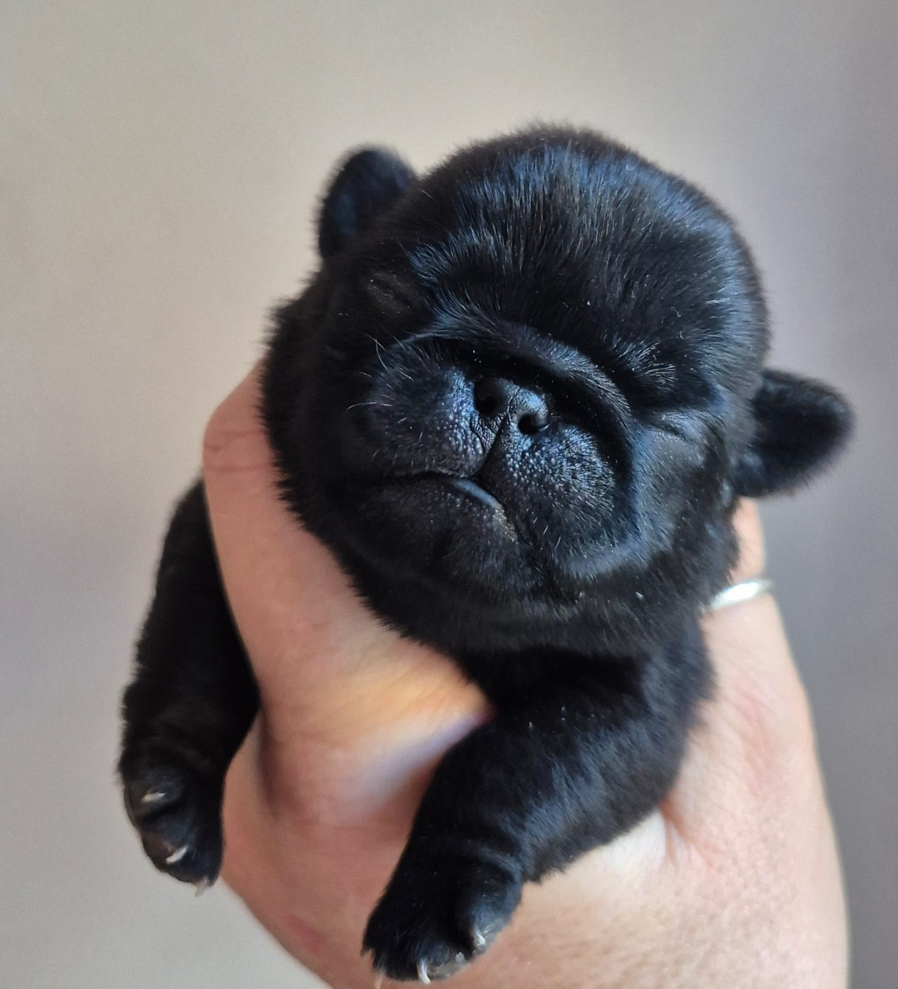 De La Schumeraie - Chiots disponibles - Carlin