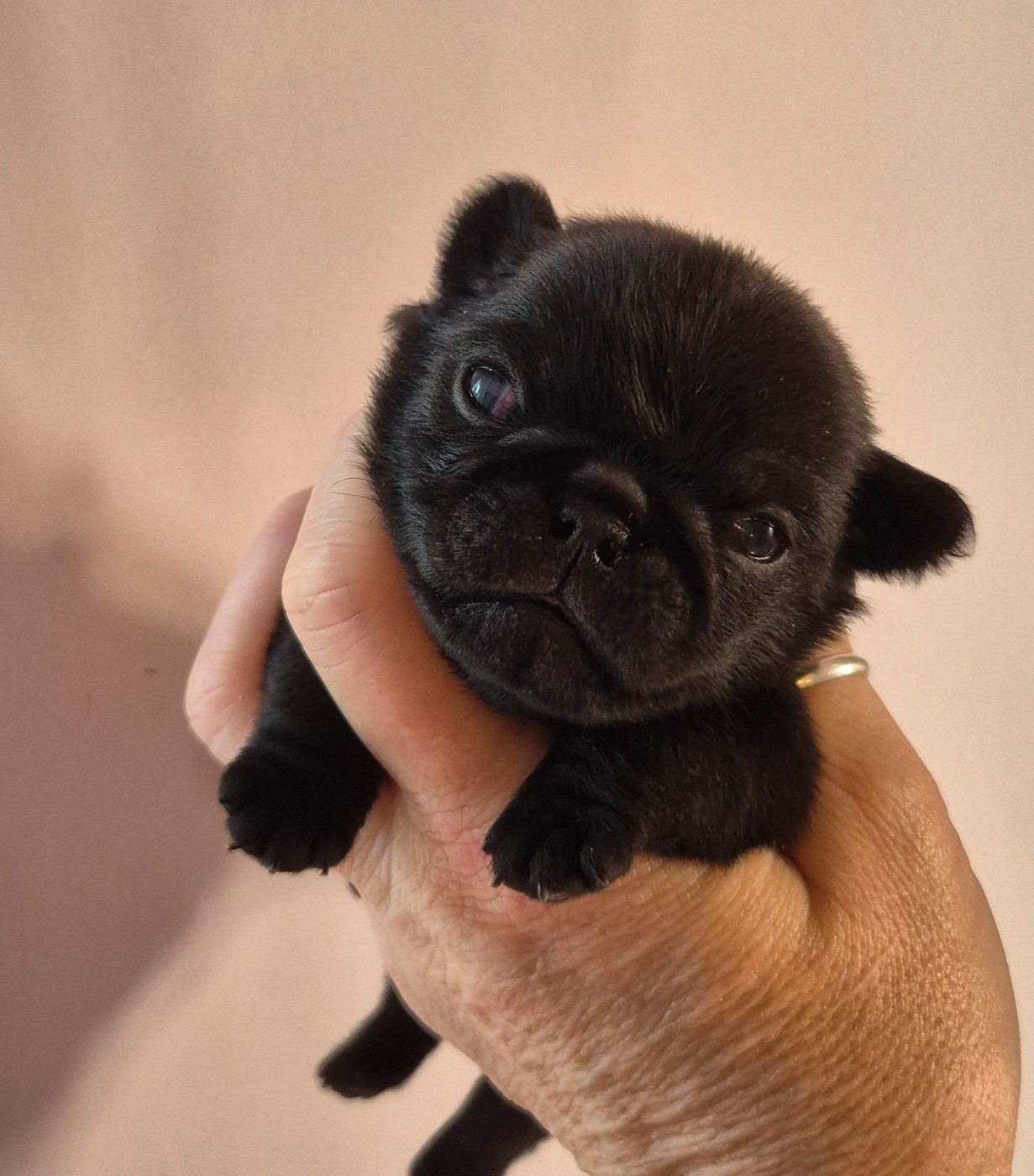 De La Schumeraie - Chiots disponibles - Carlin