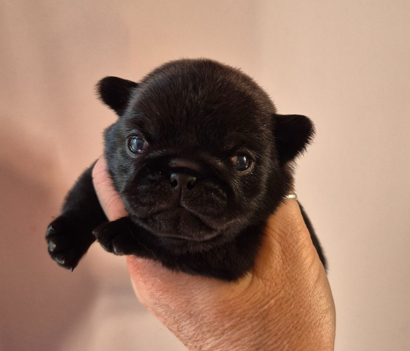De La Schumeraie - Chiots disponibles - Carlin