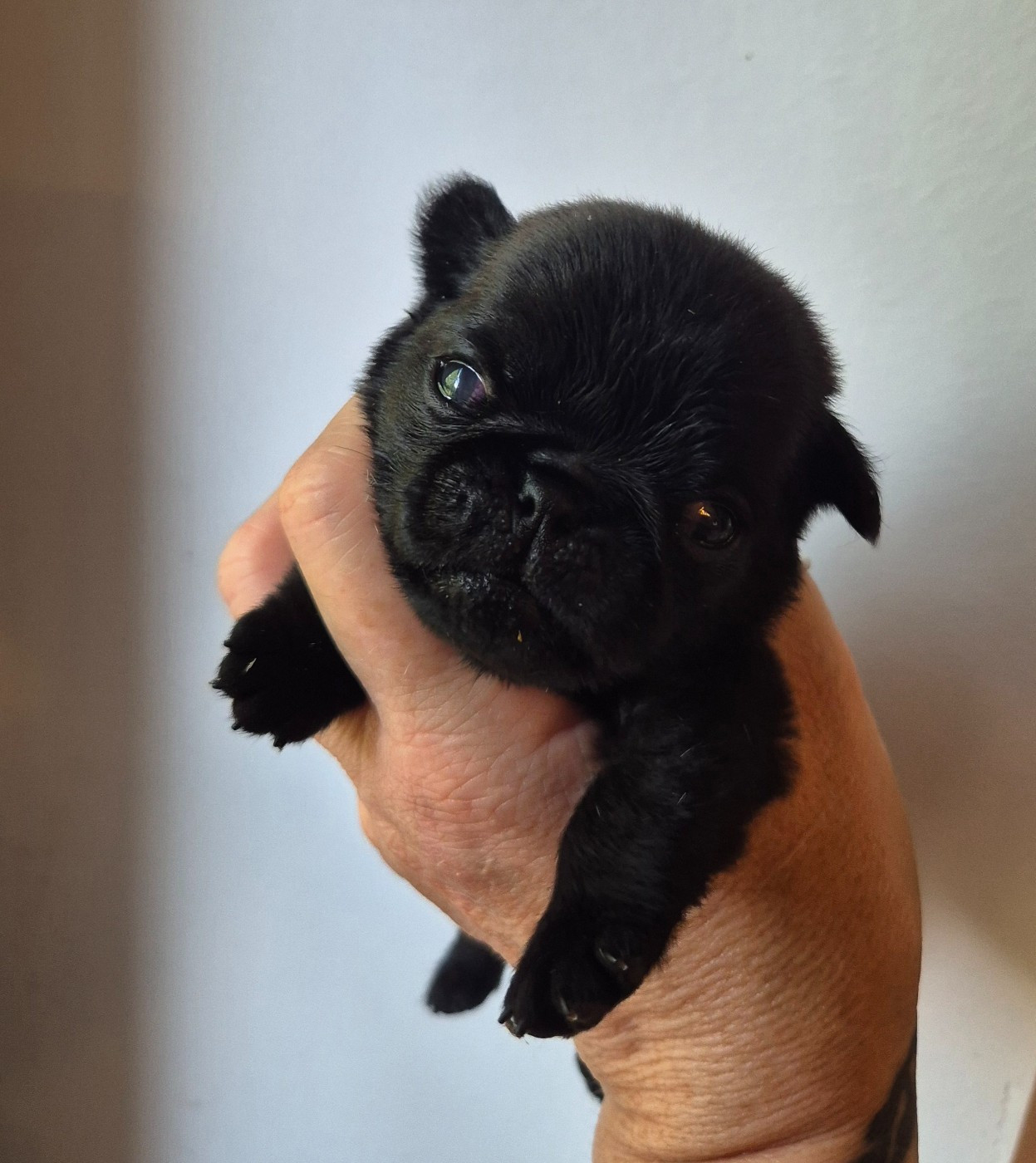 De La Schumeraie - Chiots disponibles - Carlin
