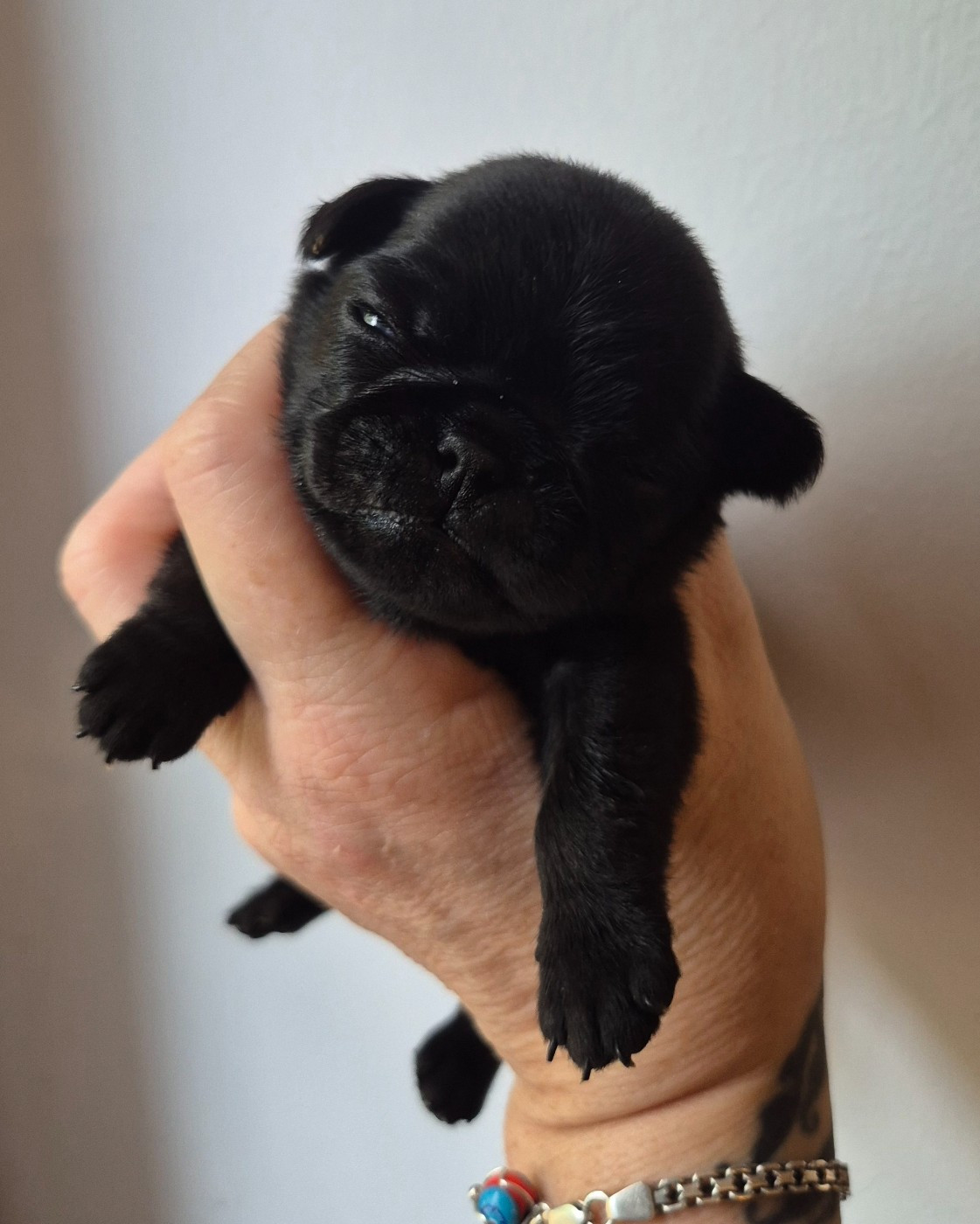 De La Schumeraie - Chiots disponibles - Carlin