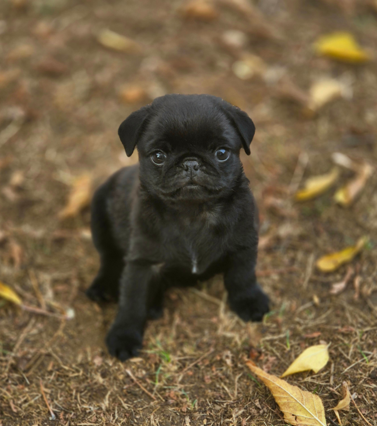 De La Schumeraie - Chiots disponibles - Carlin