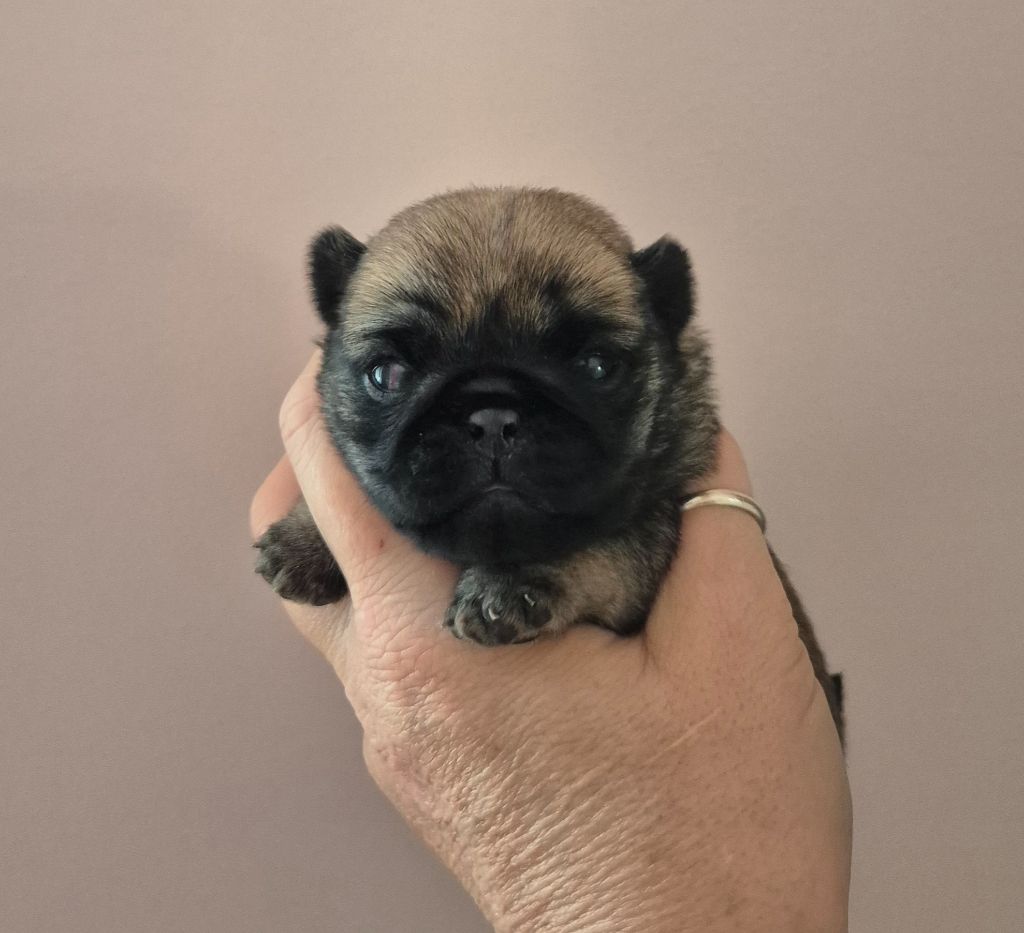 De La Schumeraie - Chiots disponibles - Carlin