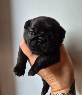 CHIOT 3