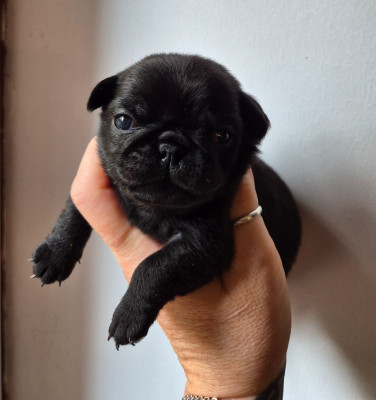 CHIOT 5