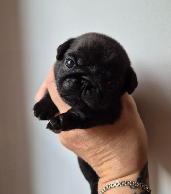 CHIOT 1