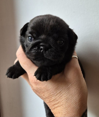 CHIOT 2