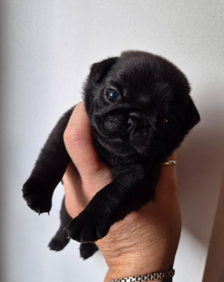 CHIOT 4