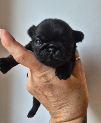 CHIOT 1