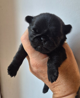 CHIOT 2
