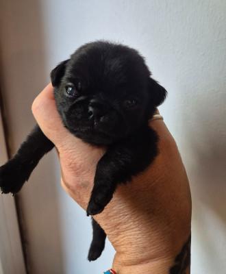 CHIOT 3