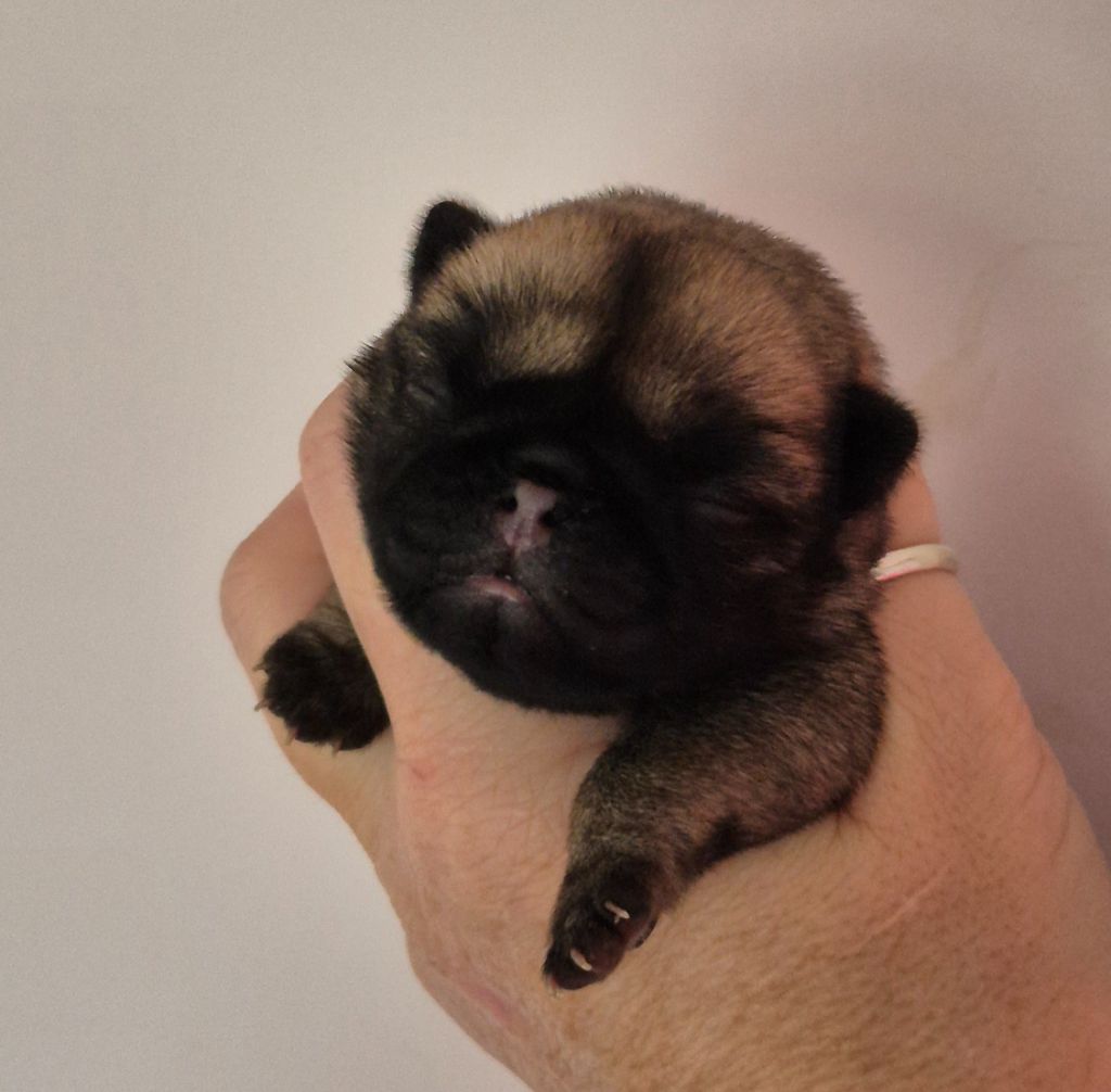 De La Schumeraie - Chiots disponibles - Carlin